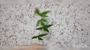 Пассифлора.Укорененный черенок .Обзор