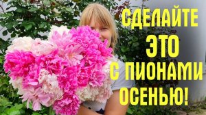 ПИОНЫ осенью! Как ухаживать и чем подкормить, чтобы ЦВЕТОВ СТАЛО БОЛЬШЕ!