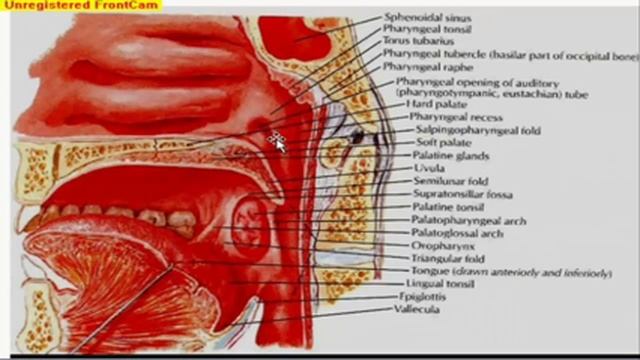 GIT Anatomy - The soft palate and the pharynx. смотреть онлайн