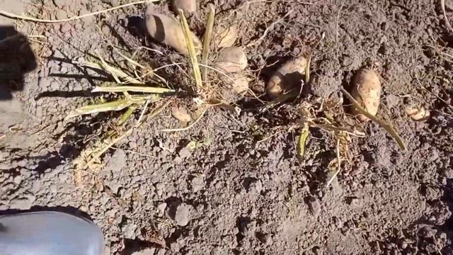 Картофель сорта "Банан" смотреть онлайн