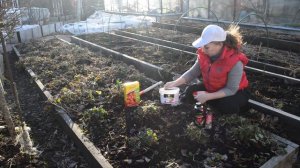 Чем подкормить клубнику весной: уход за клубникой, удобрение для клубники