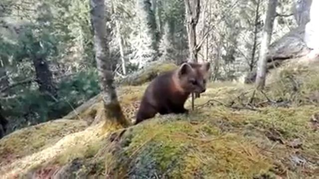 Встреча соболя на Столбах смотреть онлайн
