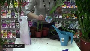 Молочай эуфорбия / комнатное растение молочай (2 часть)
