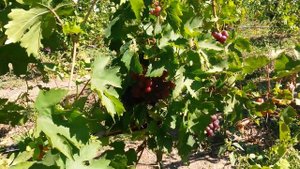 20160910 Виноград Сеня