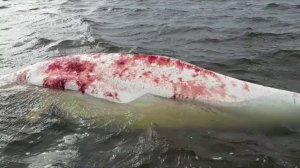 Спасение белух от гибели на отмели у берегов Охотского моря