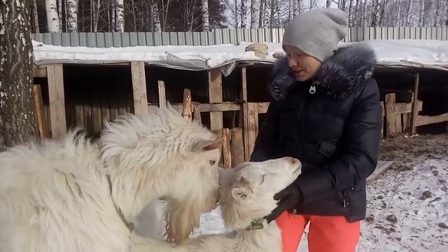 Ложная беременность у козы смотреть онлайн