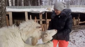 Ложная беременность у козы