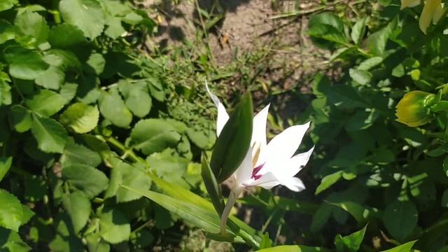 Зацвела Ацидантера. Осенняя красота на клумбе. смотреть онлайн