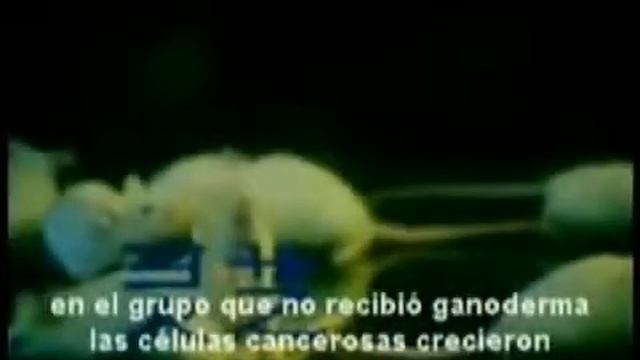 Estudiio Cientifico del Ganoderma смотреть онлайн