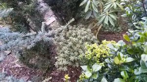 Кедр атласский (Cedrus atlantica Glauca Pendula). Хвойный экзот в саду.