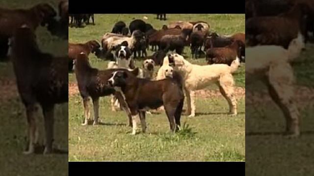 Бури босар ITLAR смотреть онлайн