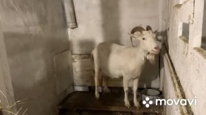 Козы и бруцеллёз.Опыт нашей зрительницы/: