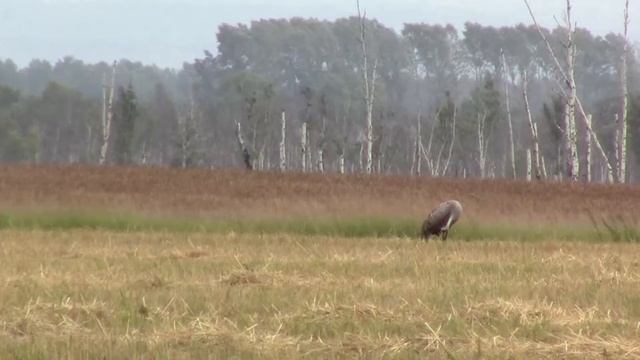 с.Тамбар "В гостях у журавлей" (Тисульский р-он) смотреть онлайн
