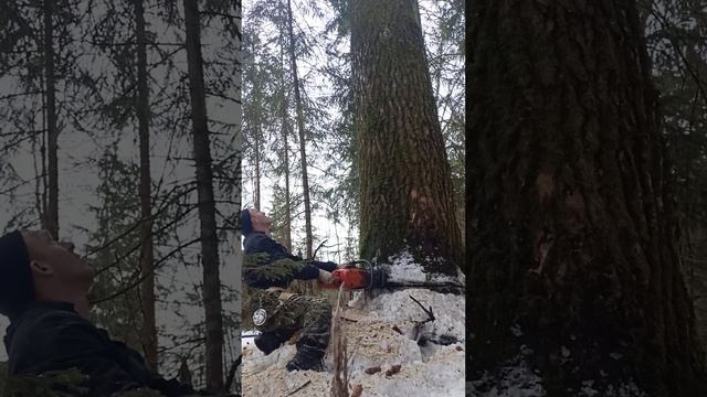 осина 90см.даже не чего не сломал смотреть онлайн