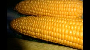 КУКУРУЗА Польза и противопоказания к употреблению кукурузы