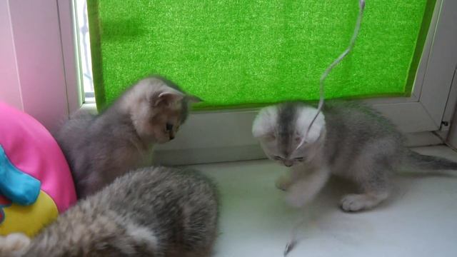 Котята редких окрасов.