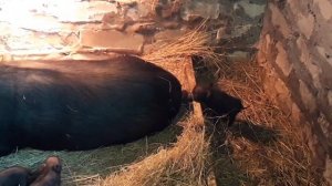 Вьетнамские поросята, какие они.mp4