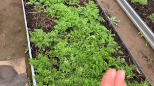 Надо ли заделывать сидераты осенью?