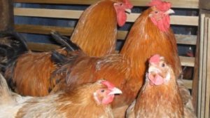 Разведение Полтавской глинистой породы кур как бизнес идея | Птицеводство Куры Полтавские глинистые