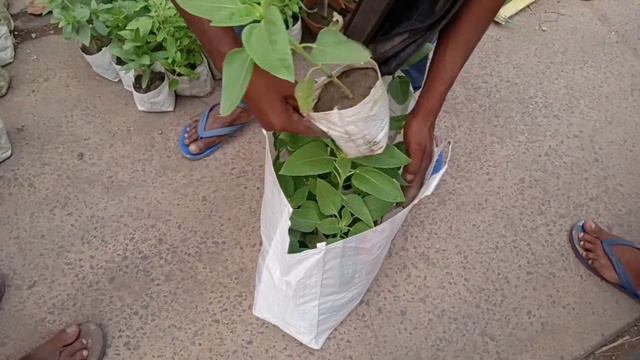 Flower Plants Market Visit || Calliandra Tergemina Plant Zinnia Plant Native Hibiscus Milli Plant смотреть онлайн