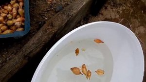 Лук Стурон - подготовка к посадке, замачивание перед посадкой в землю все очень просто