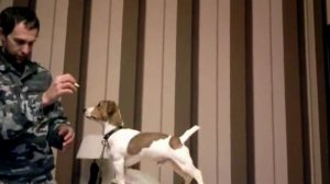 Урок 1: Как поставить собаку в стойку