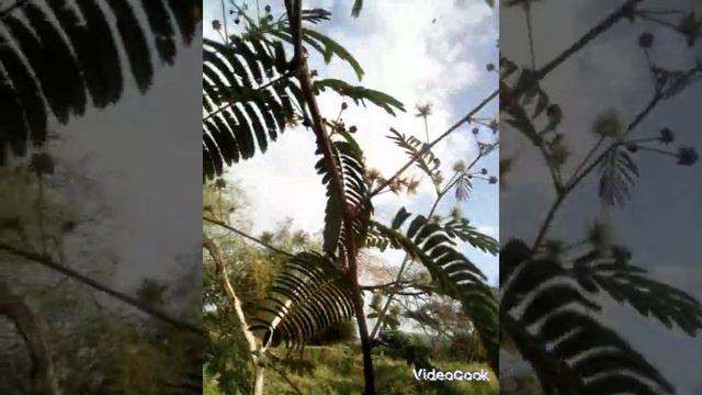 Все они представляют собой листья, но их форма, размер и красота различны. смотреть онлайн