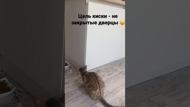 Бенгальские кошки на продажу . Куплю бенгальского котёнка.