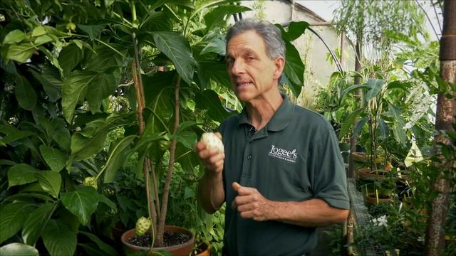 Noni Fruit ~ How to Grow and Care for the Noni Fruit Plant