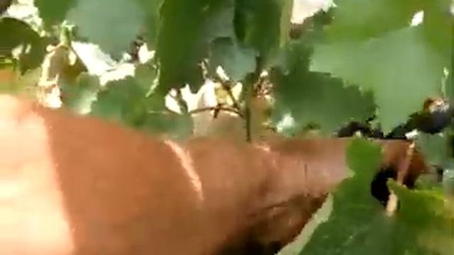 MOV08141 x264  Наконец то мы закончили в этом году ремонт бани и в веранде, работаем в сад.