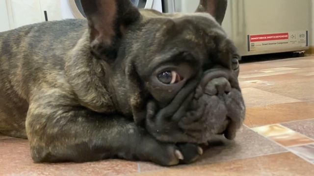 Французские бульдоги БумОсики, передают всем привет!!! смотреть онлайн