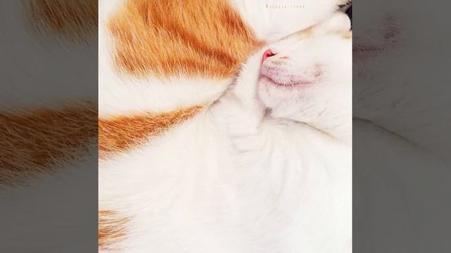 #Cat#cats#корнишРекс#серый#фото#Морис#Moris#catstagram#kitty#kornishrex#gray#cute#instacats#f4f#fo