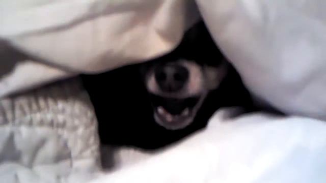 Chihuahua not a morning dog смотреть онлайн