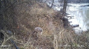 Deer browsing daytime Ten Mile Creek, Pushmataha County, Oklahoma March 2914 1