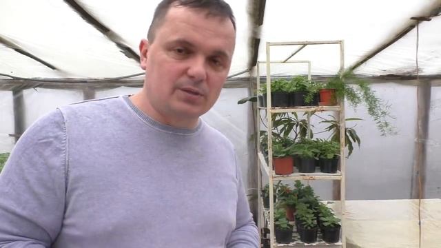 От этой подкормки петуния будет красивой!!! смотреть онлайн