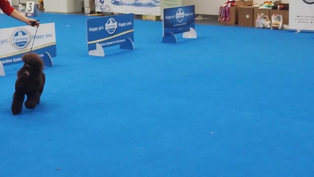 21.10.23. Нижний Новгород моно пудель. Алексей Белкин. ч.6 смотреть онлайн