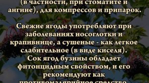 ЧЁРНАЯ БУЗИНА ЛЕЧИТ ВСЁ!