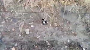 Ловля певчих птиц 2021. Птицы Урала. Щеглы, клест и синички.