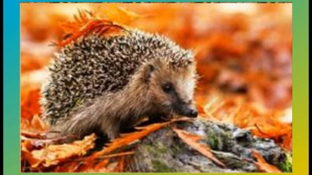 Громкие чтения Э. Шим «Тяжкий труд» #писателинатуралисты смотреть онлайн