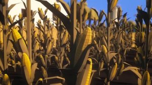 Техника для родных людей