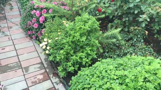 Формирование кроны у шаровидной Ивы смотреть онлайн