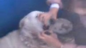 ника Певица