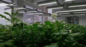 Самарский картофель. Агрокурьер