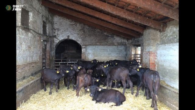 Фермы по разведению молочных ослов и буйволов смотреть онлайн