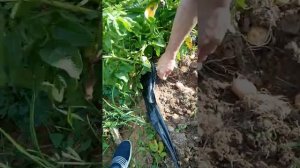 Картошка под пленкой. Результат.