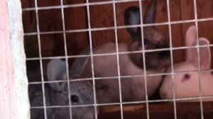Почему заболел 🤧 кролик 🐇. Почему дохнут кролики?!? Все ошибки!!!