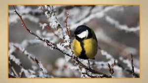 Пришла зима. Видеоурок по окружающему миру 1 класс