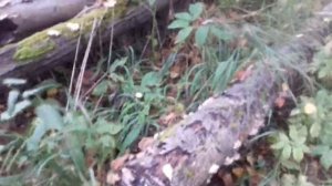 Снова по грибы. Много переросших опят.