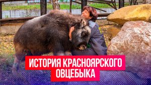 Красноярский зоопарк показал, как вырос спасенный детеныш овцебыка