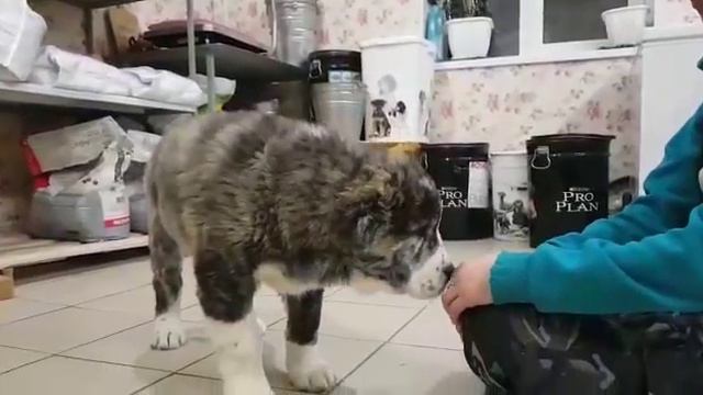 Щенок алабая - тиграш Дарий - http://www.beliy-lekar.ru/puppies-so-for-sale смотреть онлайн